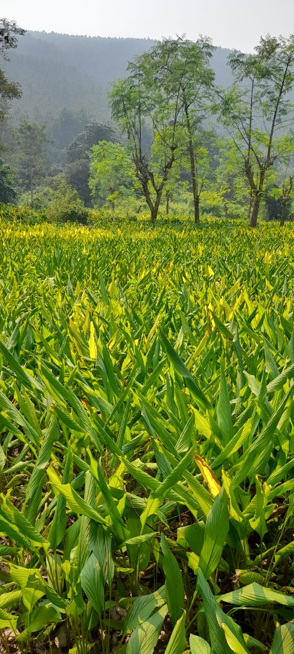 turmeric-farm-1