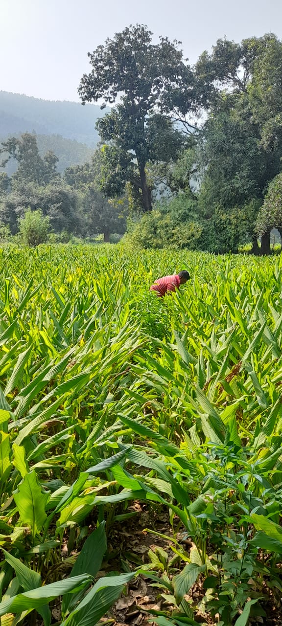 turmeric-farm-2