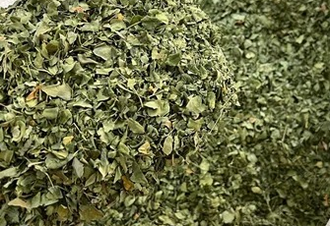 moringa-dry-leaf