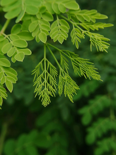 moringa-leafs