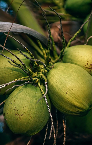 raw-coconut